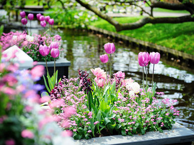 Keukenhof-Park-2