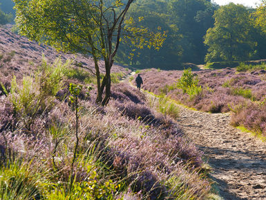 landschap - veluwe - heide - wandelen - natuur - nederland - holland