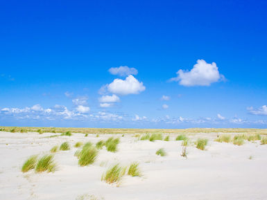 natuur - omgeving - nederland - duinen - strand - zomer - lente