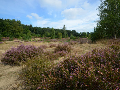 D2a Zeegser Duinen-Exterieur-Omgeving (2)