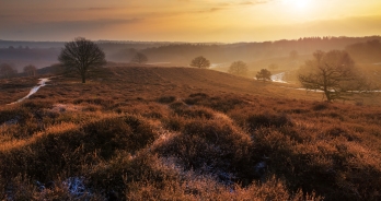 De Veluwe in de zon