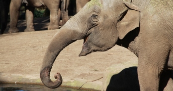 Olifant in Burgers Zoo
