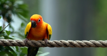 gele papegaai op een touw