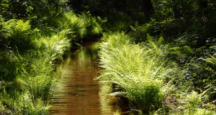 Beekje in Loenen