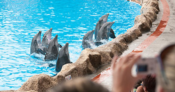 Dolfijnen in het Dolfinarium