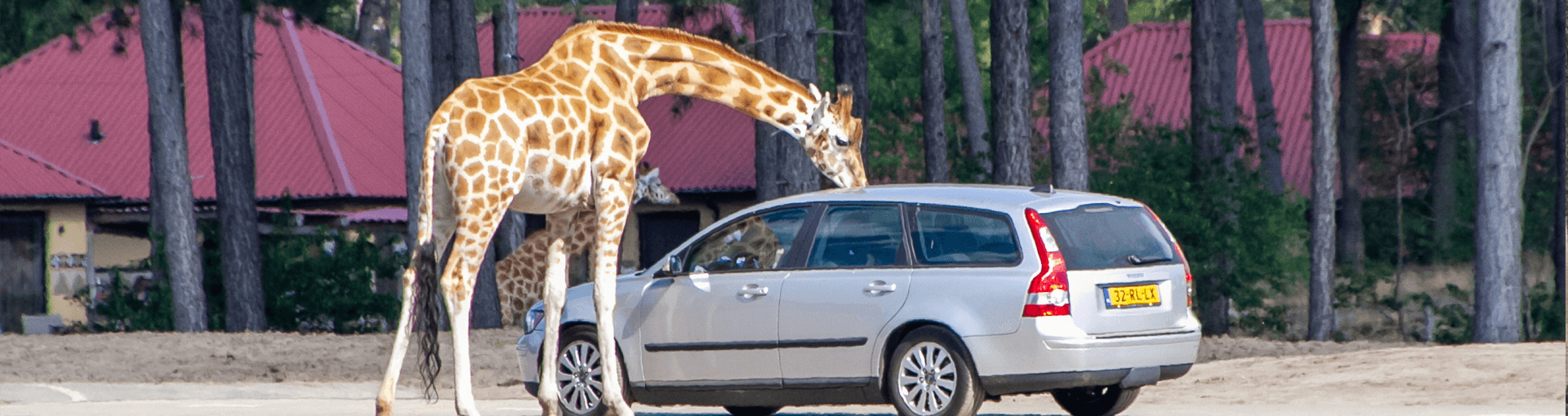 giraf bij een auto in Safaripark Beekse Bergen
