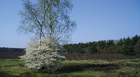 De Veluwe met blauwe lucht