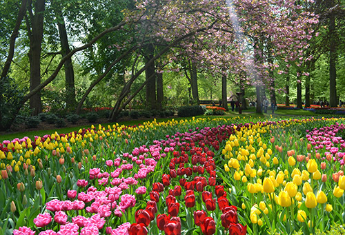 flowers in de Keukenhof