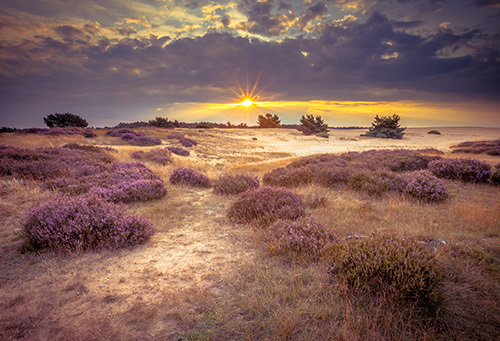 Nationaal Park De Hoge Veluwe