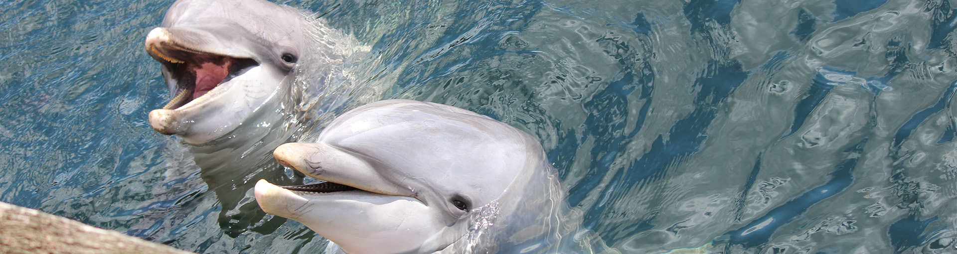 De dolfijnen in het Dolfinarium