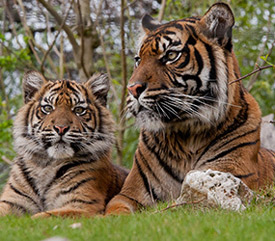 3-daags Burgers Zoo Arrangement_3
