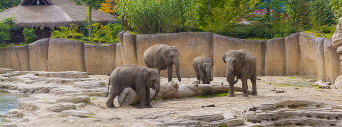 672 x 250 WILDLANDS Adventure Zoo Emmen