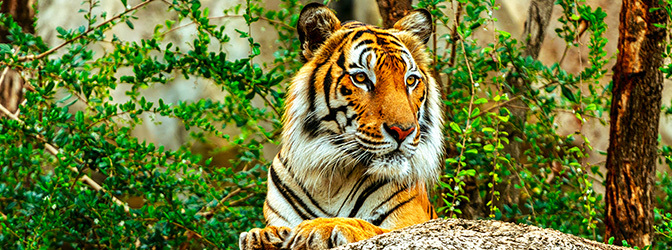 672 x 250 Tijger in Diergaarde Blijdorp Rotterdam
