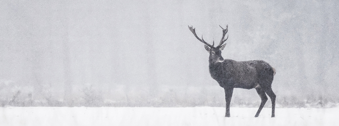 hoge veluwe winter snow