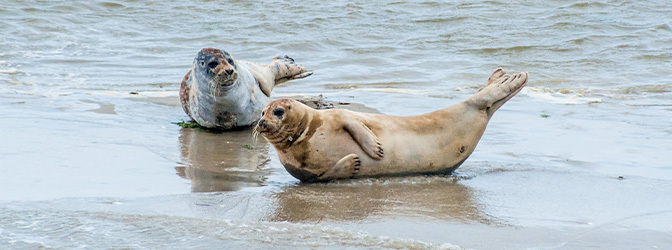 672 x 250 Zeehonden Ameland