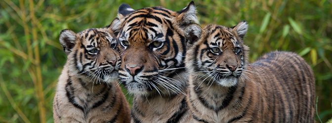 672 x 250 Tijgers Burgers' Zoo Arnhem