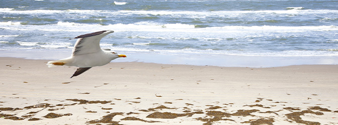 672 x 250 Strand Texel