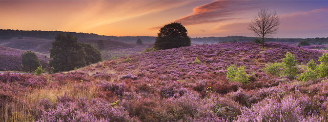 672 x 250 Heidevelden Veluwe