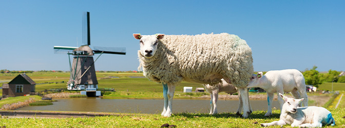 672 x 250 Schapen op Texel
