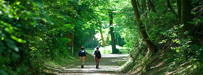 672 x 250 Wandelen in het bos groen