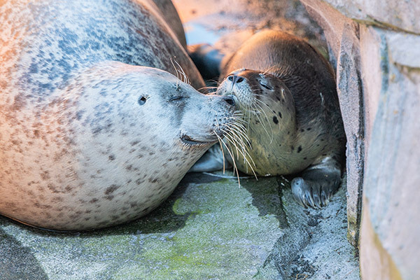 WILDLANDS zeehonden.
