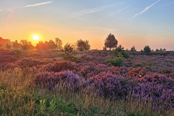 The Veluwe at sunrise