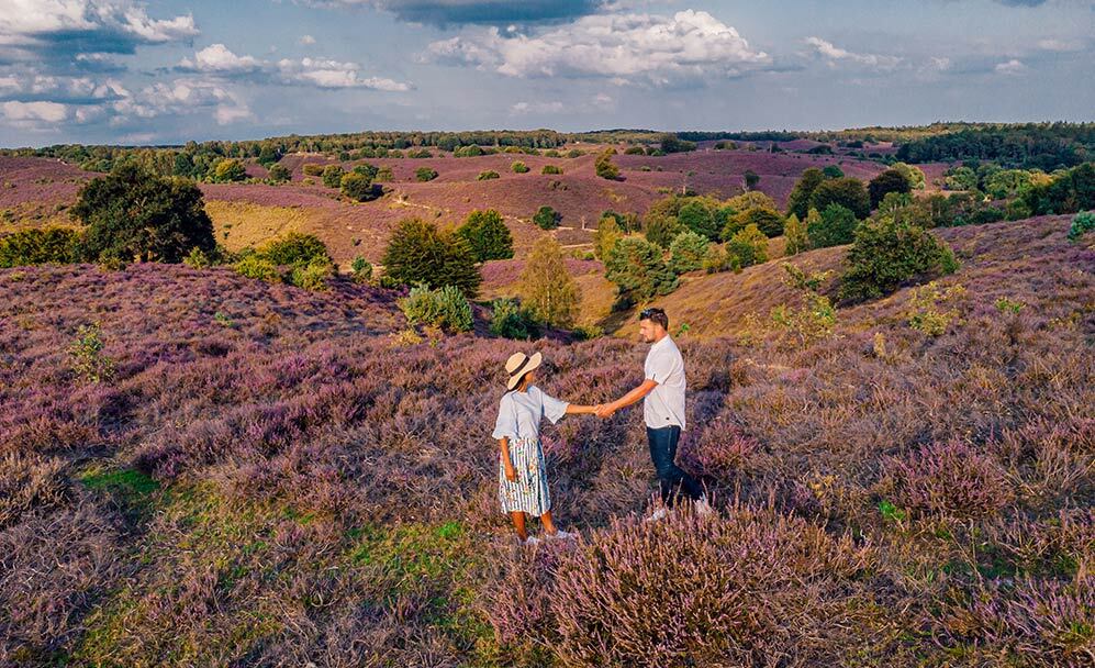 The Heath in Drenthe