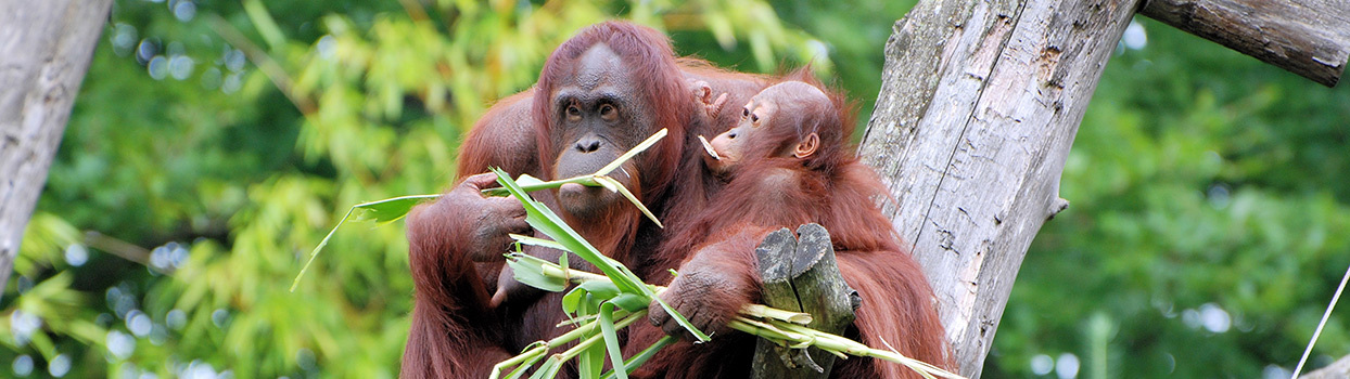 Orang Oetan met kleintje in Apenheul