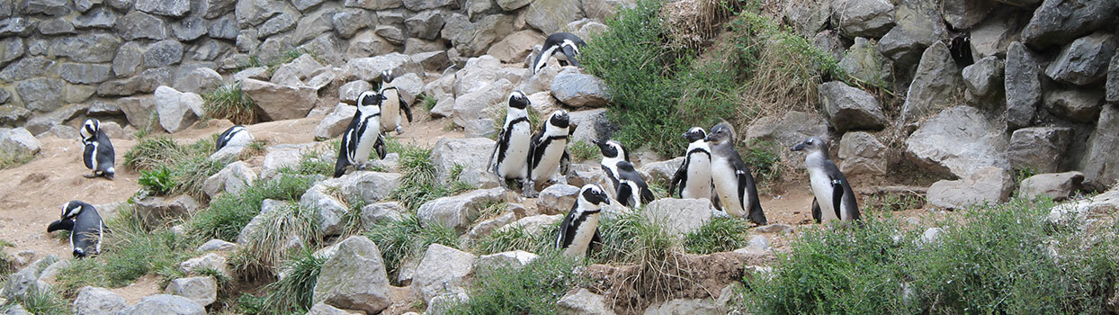 Burgers' Zoo in Arnhem