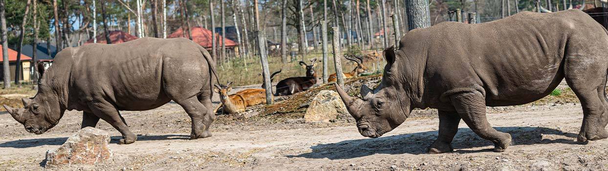 Safari bij Beekse Bergen in Hilvarenbeek