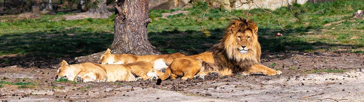 Safaripark Beekse Bergen in Hilvarenbeek