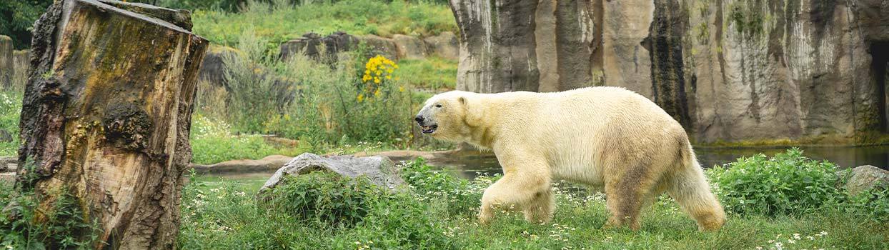Dieren en natuur in Diergaarde Blijdorp Rotterdam