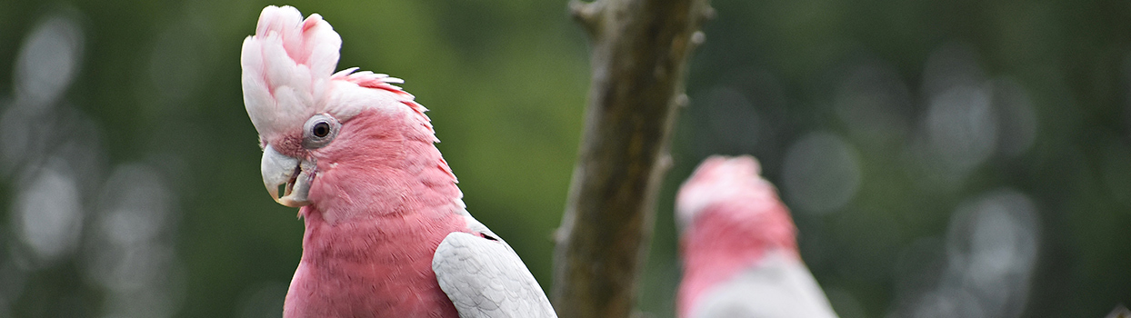 Roze kaketoe