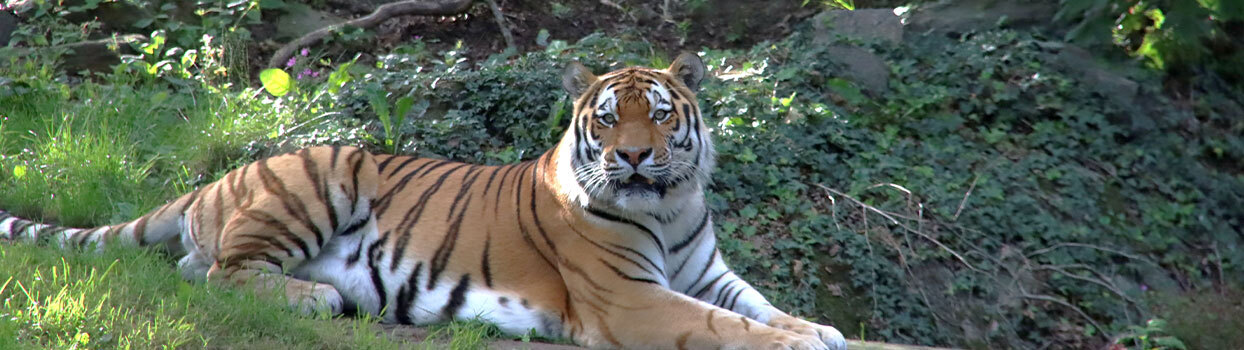 Ouwehands Dierenpark in Rhenen
