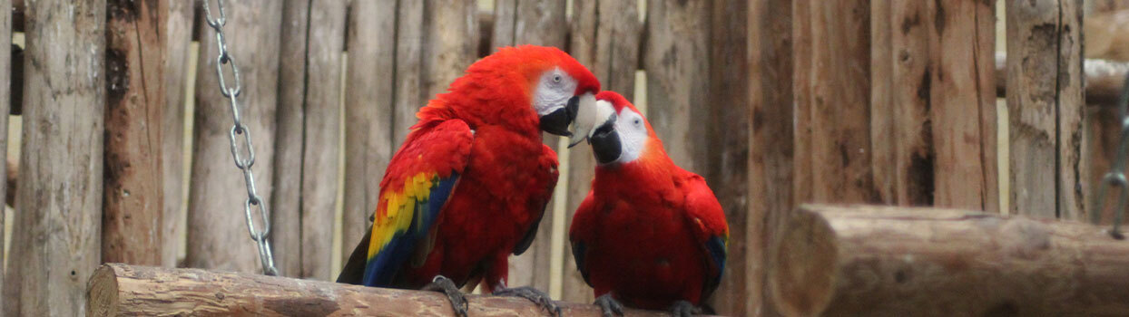 Dieren in Ouwehands Dierenpark Rhenen