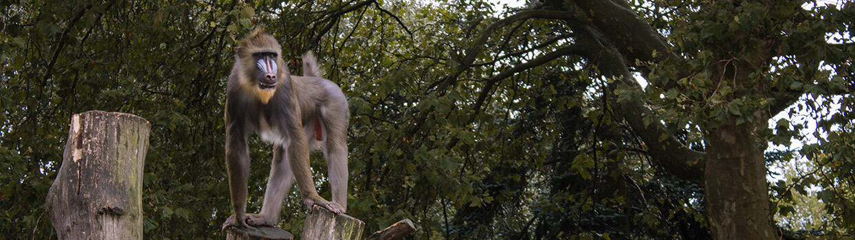Afrikaanse Mandril