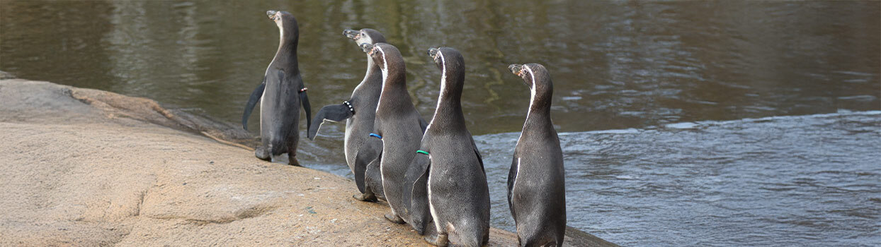 Dieren in Wildlands Adventure Zoo Emmen