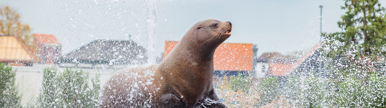 Dolfijnen in het Dolfinarium Harderwijk