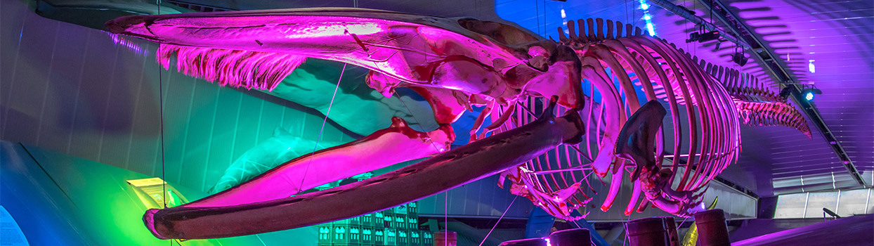 Walvis skelet in het museum van Neeltje Jans