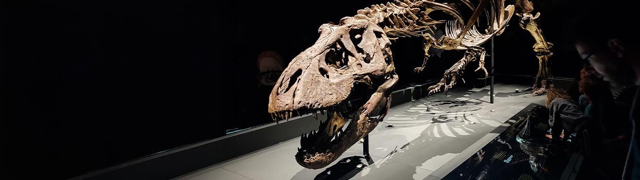 T-rex Trix bij Naturalis Biodiversity Center in Leiden