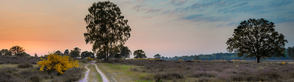 Bossen op de Utrechtse Heuvelrug