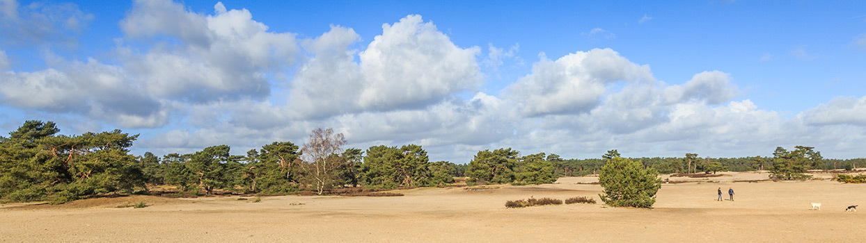 Zandduinen en open landschap in de Soesterduinen op de Utrechtse Heuvelrug