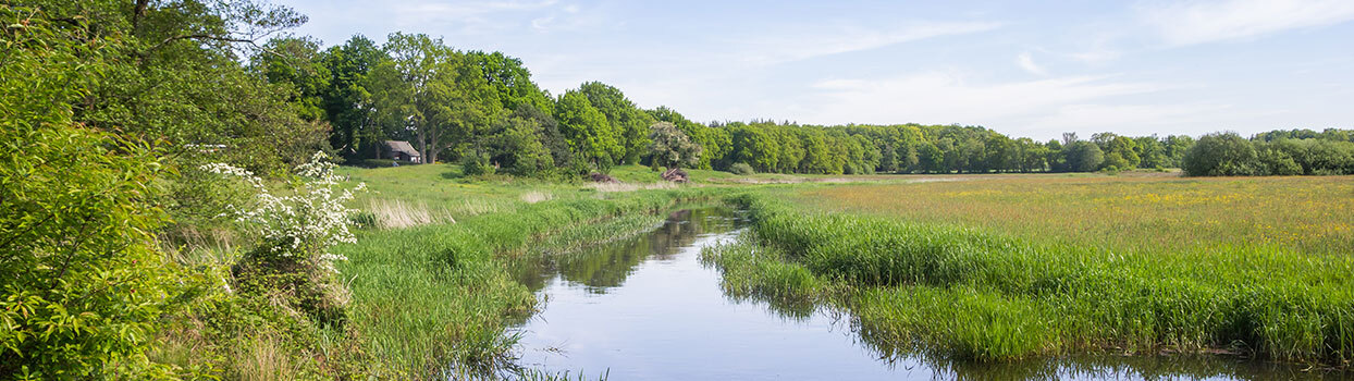 Kronkelende beek in het Drentsche Aa-landschap