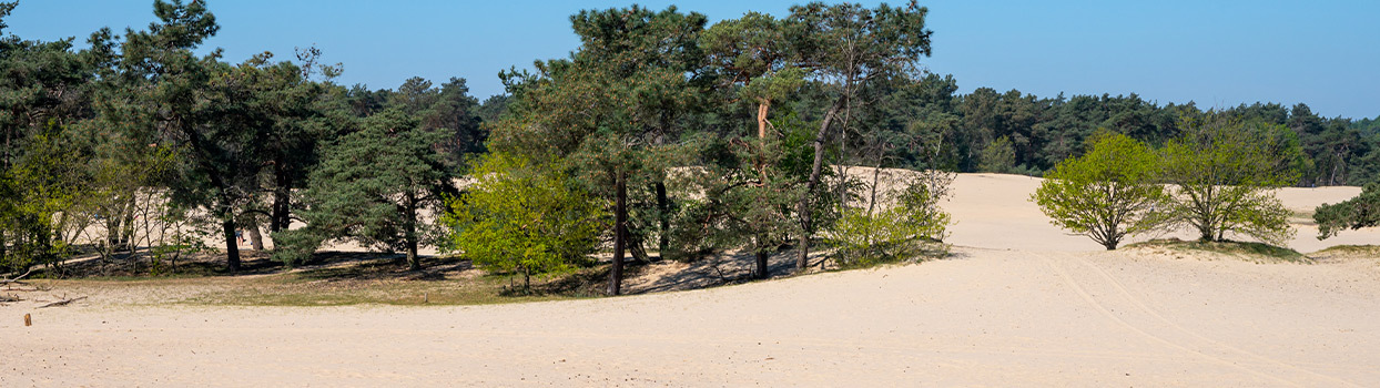 Zandvlakte in de Loonse en Drunense Duinen