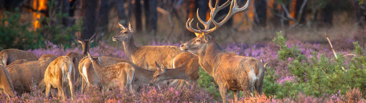 Natuurgebied in Nederland