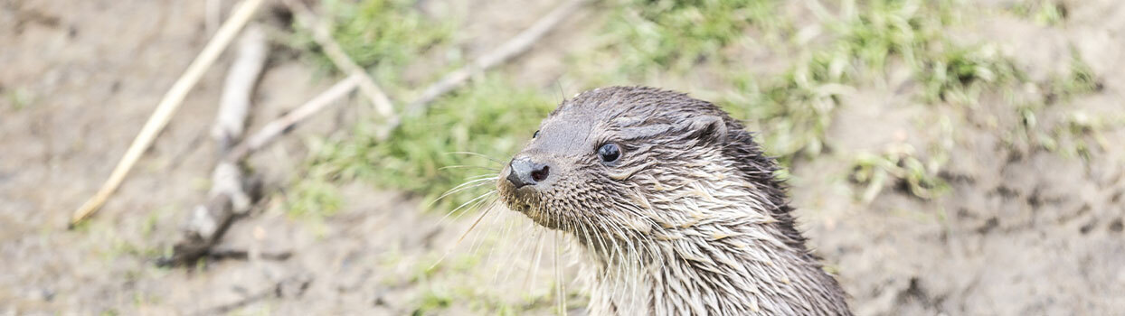 Dieren in GaiaZOO in Kerkrade
