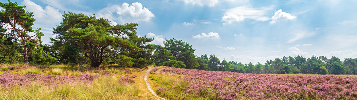 Heidelandschap op de Veluwe