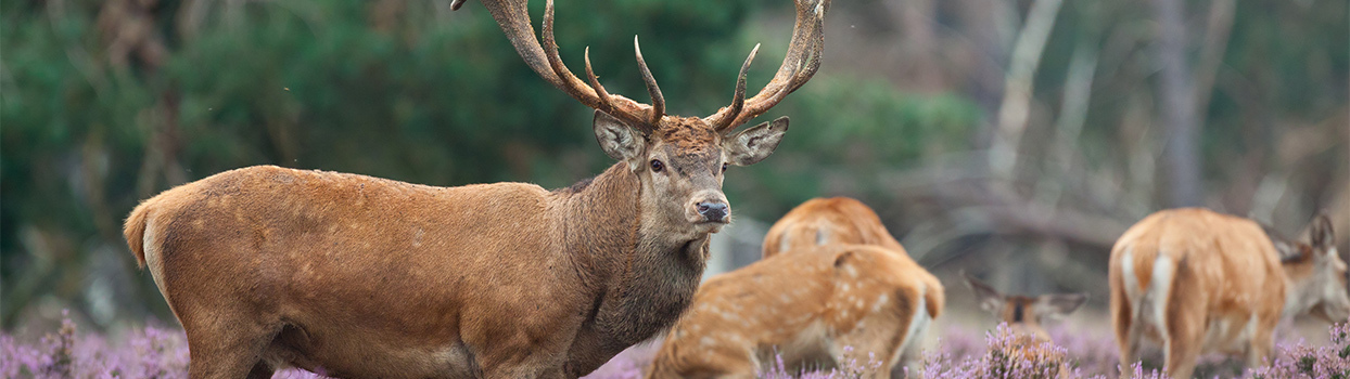 Edelherten op Natuurgebied de Veluwe