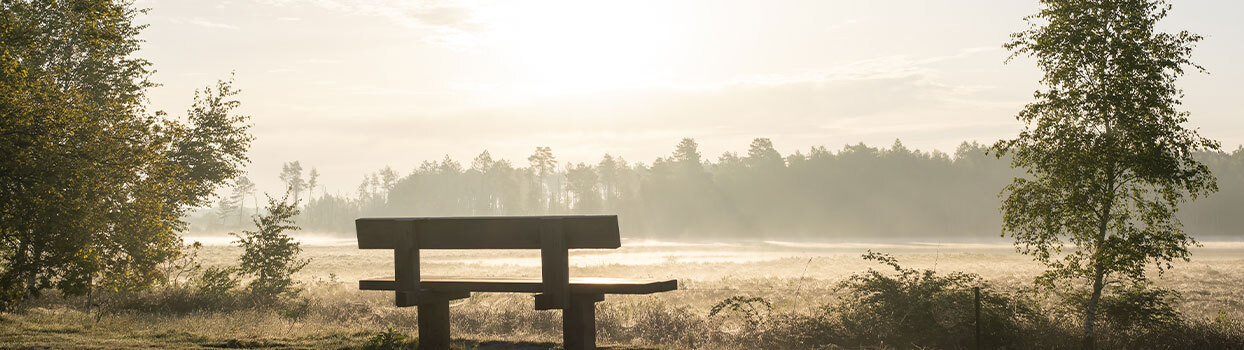 Bloeiende heide in Nationaal Park Dwingelderveld