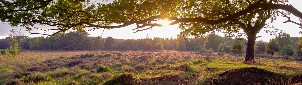 Heideveld in Nationaal Park Dwingelderveld